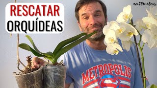 SALVA TUS ORQUÍDEAS phalaenopsis trasplantar quitar el tapón y fertilizar  en20metros [upl. by Suirad]