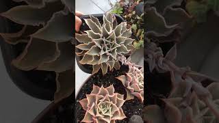 Echeveria MADIBA aparências DIFERENTES [upl. by Vedette]