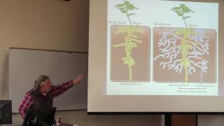 Mycorrhizal Colonization of Cover Soils [upl. by Medlin]