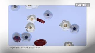 How to Count Cells Using a Hemocytometer [upl. by Navis]