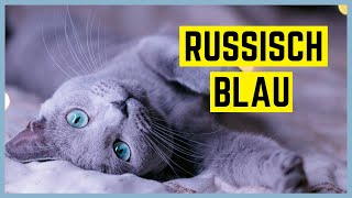 RUSSISCH BLAU KATZE  Charakter und Besonderheiten  Rasseportrait [upl. by Mulligan]