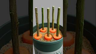 Great and unique ideas for propagating lemon tree from cuttings using Carrot🥕lemontree gardening [upl. by Wickman]