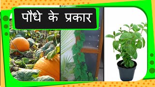 Science  Types of Plants  Hindi [upl. by Corena]