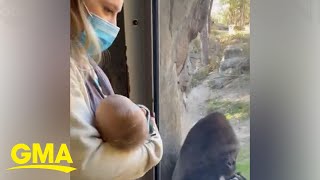 Zookeeper introduces her newborn baby to gorilla friend in adorable video l GMA [upl. by Atiugram962]