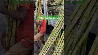 Tebu hijau super tebu panentebu sugarcane [upl. by Aelegna510]