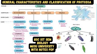 General characteristics and classification of protozoa  Bsc biology 1st semester mgsu university [upl. by Aeret]