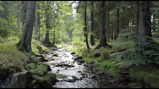 Warto odkryć ciekawe miejsca w Gminie Stara Kamienica [upl. by Alaekim]