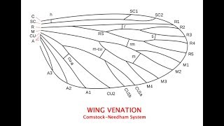 Basic Insect Wing Venation Explained [upl. by Atelra]