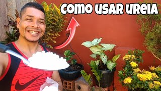 Como Usar Ureia nas plantas da Forma mais fácil [upl. by Anahtor115]