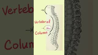 Anatomy of the Vertebral Column The Spine [upl. by Aline]