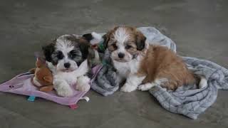 Shih Tzu Mix Puppies For Sale [upl. by Searle]