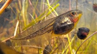 Brown Tree Frog Litoria ewingii tadpoles [upl. by Ettenrahs]