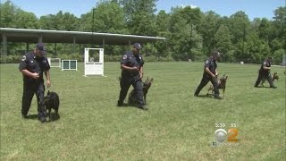 Inside The MTA’s K9 Training [upl. by Nedlog]