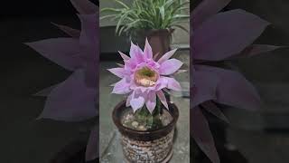 선인장 꽃 개화과정 로비비아 속 선인장 북두각선인장 Blooming of Echinopsis Cactus 🌵 hedgehog cactus [upl. by Wardle500]