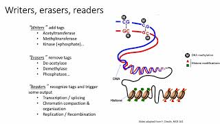 2022 MCB 182 Lecture 5  Epigenomes [upl. by Dnomde]