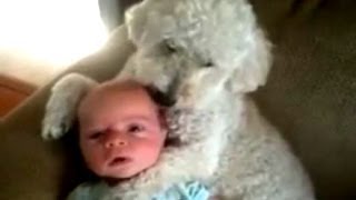 Dogs Love Babies Compilation 2014 NEW [upl. by Pros30]