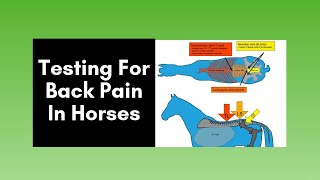 Horse Back Pain Testing for back pain in horses 2020 [upl. by Pietrek555]