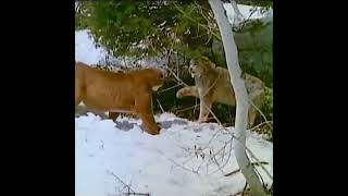 Canadian Lynx vs Mountain Lion Very rare fight [upl. by Dalury]