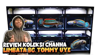 BIRU GONDRONG GALAK PARAH‼️Review Channa LIMBATA Bang Tommy Uye [upl. by Rabiah]