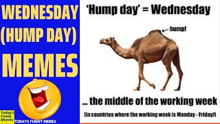 Todays Funny Memes  hump day meme Wednesday meme [upl. by Ahsaele754]