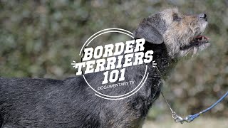 BORDER TERRIERS 101 [upl. by Aizat]