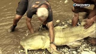 Goonch  River Monsters [upl. by Disario440]