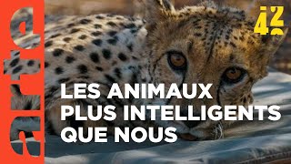 Les animaux  moins bêtes que nous   42 la réponse à presque tout  ARTE [upl. by Amlas988]