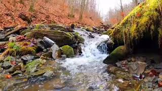 DEEP SLEEP RELAXING MUSIC with River stream waterfall Sounds  100 Fall Into Sleep  Study Focus [upl. by Dinsmore]