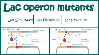 Lac Operon Mutants  The Use of Mutants to Study the lac Operon  Cis vs trans acting mutations [upl. by Ronalda]