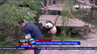 Video Viral Panda Lucu yang Menggangu Pengasuhnya  NET5 [upl. by Lucina]