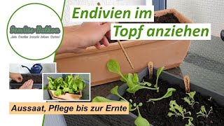 Endiviensalat aus Samen anziehen im Blumenkasten 🥗  Aussaat bis zur Ernte  Schritt für Schritt [upl. by Short]