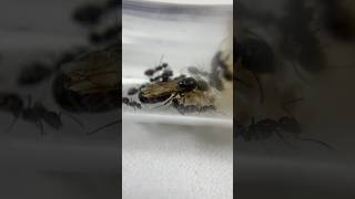 Entretien de jeunes colonies de fourmis françaises [upl. by Nalyad]