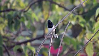 Oriental Magpie Robin Breeding Call [upl. by Ojibbob]