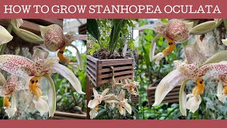 How to grow Stanhopea oculata a fabulous cool growing orchid [upl. by Adnorhs894]