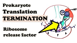 Prokaryotic Translation TERMINATION  How do release factors work Function of RFs RF3 and RRF [upl. by Pickford]