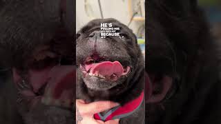 Pugs amp Brachycephalic Obstructive Airway Syndrome BOAS [upl. by Akinar]