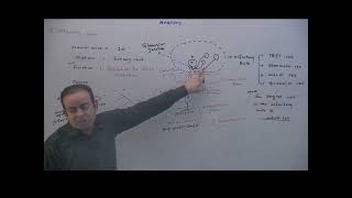 62 Cranial Nerves OlFactory Nerve Part 2 [upl. by Ylrebmyk]