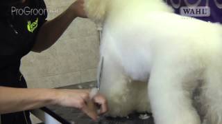 Grooming Guide  Bichon Frisé Pet or Salon Trim  Pro Groomer [upl. by Nivle384]