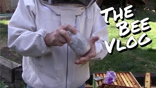 More Mite Counts  Bee Vlog 148  Aug 23 2014 [upl. by Marjy553]