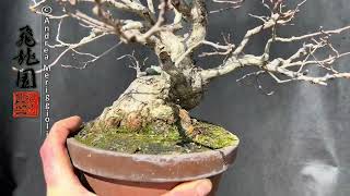 Carpinus turczaninowii shohin 24B96 [upl. by Waal]