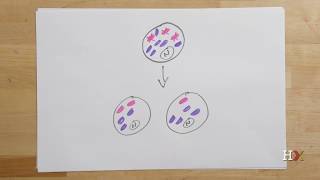 How mitochondrial diseases are inherited [upl. by Ressay]