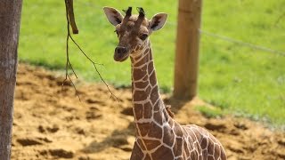 Baby giraffe gives its mum the run around [upl. by Gravante]