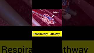 Respiratory Pathway respiration respirare shorts happyrakshabandhanviralvideo [upl. by Notloc]