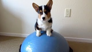 HEALTHY FITNESS PUPPY  Life After College Ep328 [upl. by Kast]