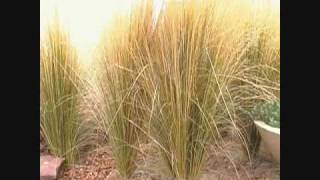 Stipa aka Mexican Feather grass [upl. by Renzo]