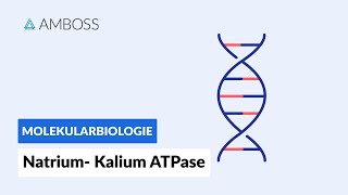 Funktionsweise der NatriumKaliumATPase  Biochemie  Physiologie  AMBOSS Video [upl. by Nocaed460]