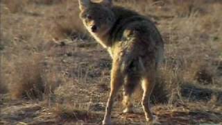 Coyotes of Texas [upl. by Dranyar477]