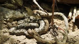 Nosehorned viper mating Razmnožavanje poskoka 2 males and 1 female [upl. by Ozan]