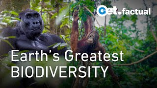 Life Along the Line Equators Deep Jungles  Full Documentary [upl. by Remmer]