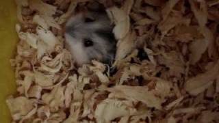 My BELOVED baby dwarf hamster SCHUMMY screaming when she was awakened [upl. by Trixy]